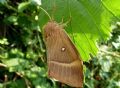 Lasiocampa (Lasiocampa) quercus